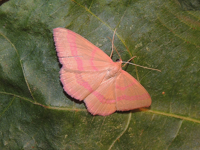 Rhodostrophia calabra Geometridae